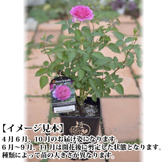 楽天市場】送料無料【ルクソール 6号鉢大苗予約】鉢植え バラ 薔薇