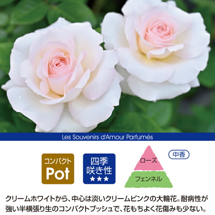 楽天市場】【2026年 早期予約】送料無料【ラ ソヴァジーヌ テル エ