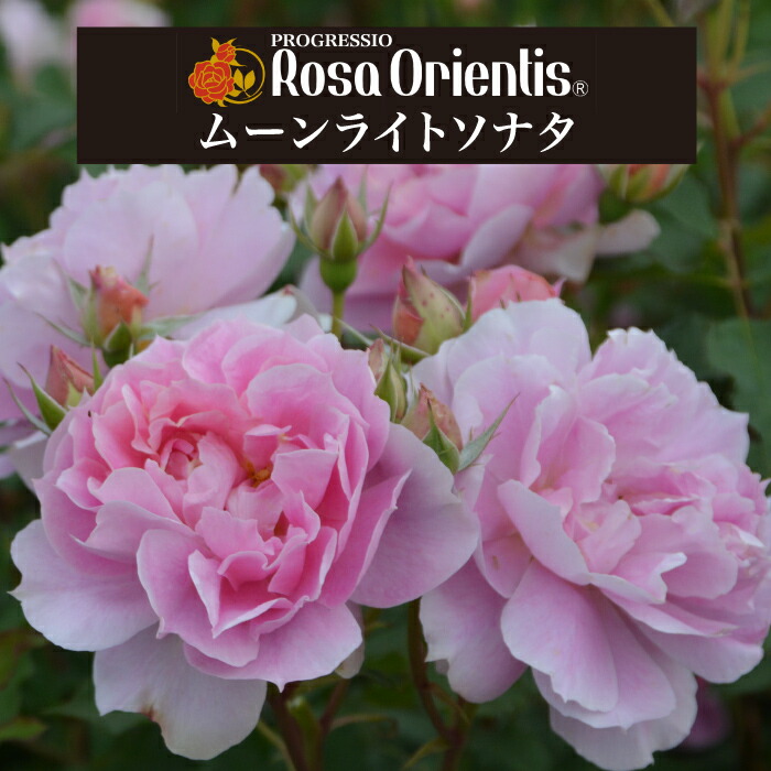 楽天市場】送料無料【ムーンライトソナタ 6号鉢大苗予約】鉢植え バラ