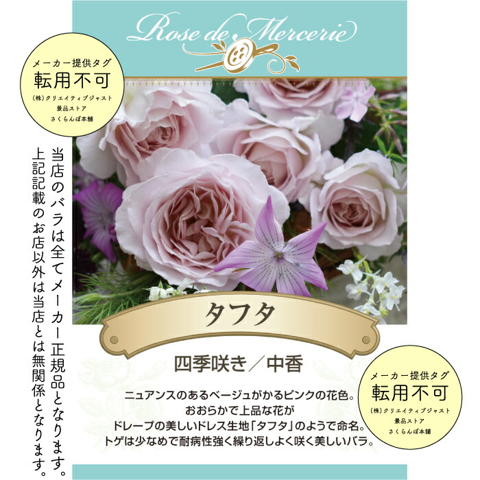 楽天市場】送料無料【タフタ 6号鉢大苗予約】鉢植え バラ 薔薇 河本