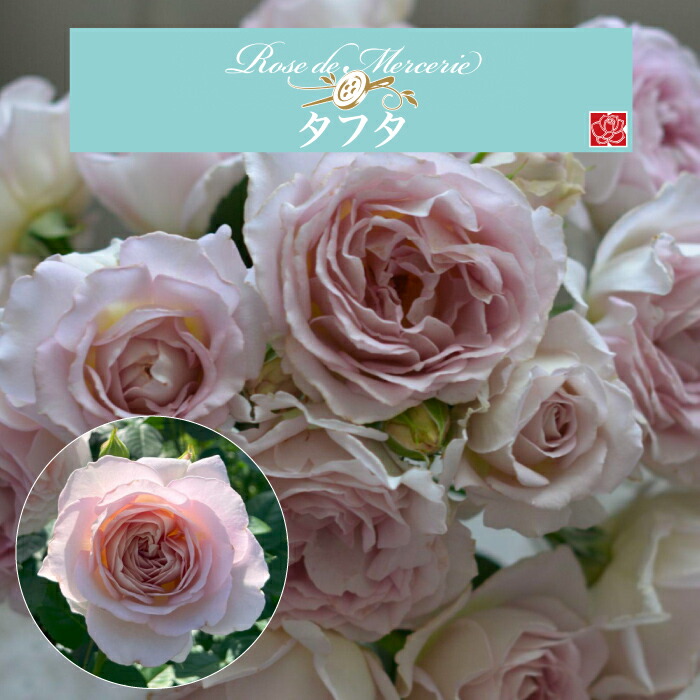 楽天市場】送料無料【タフタ 6号鉢大苗予約】鉢植え バラ 薔薇 河本