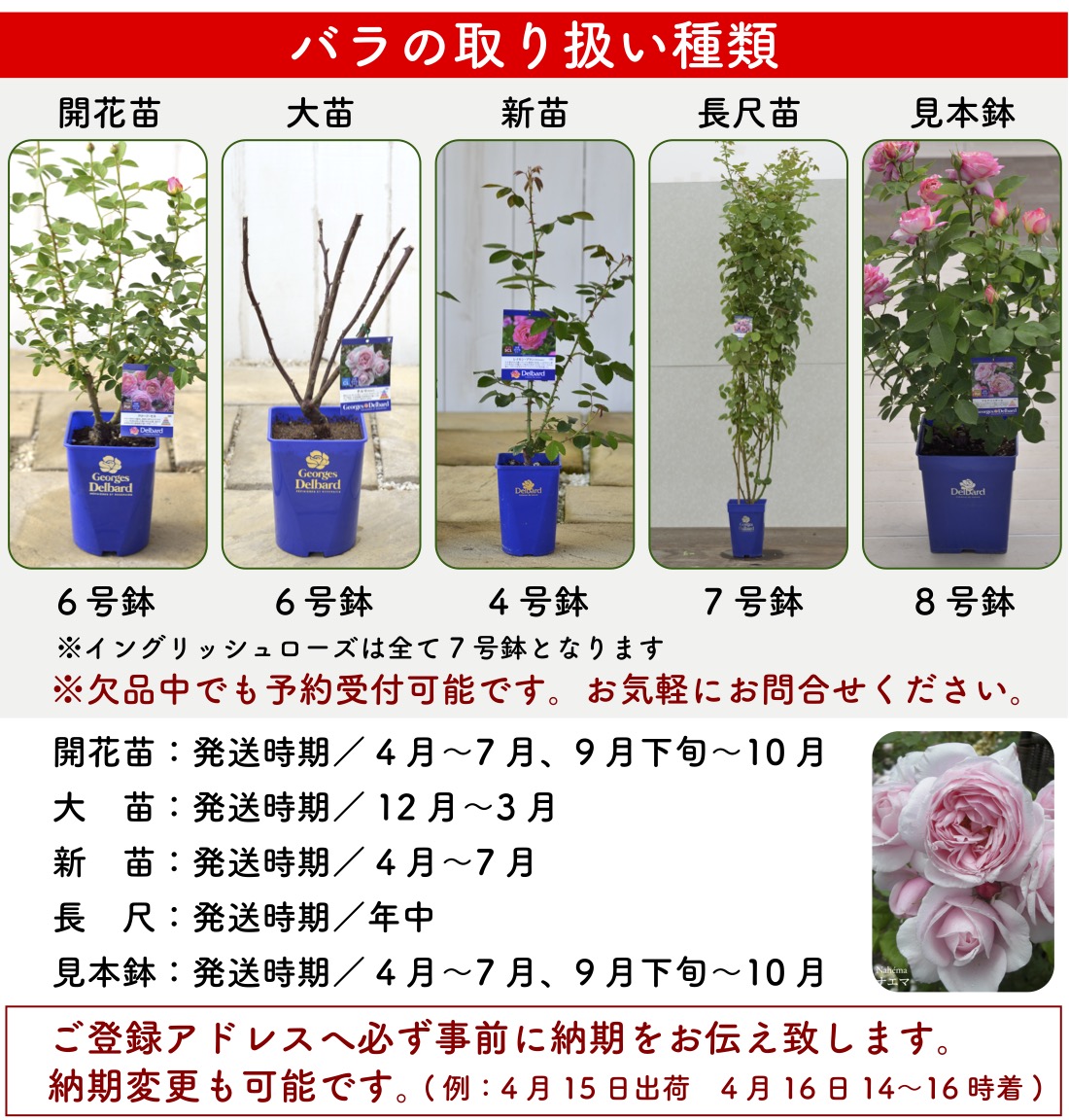 楽天市場】送料無料【タペストリー 6号鉢大苗予約】鉢植え バラ 薔薇