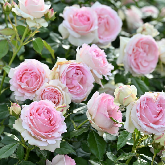 楽天市場】送料無料【ピエール ドゥ ロンサール8号盆栽仕様】鉢植え