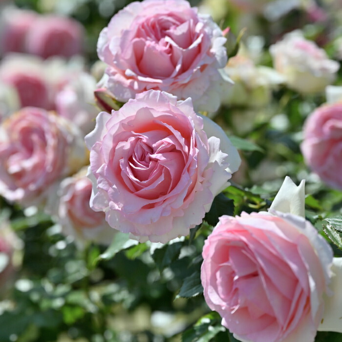 楽天市場】送料無料【ピエール ドゥ ロンサール8号盆栽仕様】鉢植え