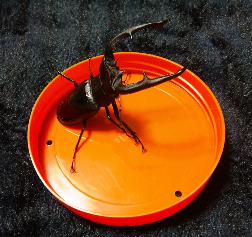 楽天市場】リノケロスフタマタクワガタ 成虫ペア（♂80ミリUP