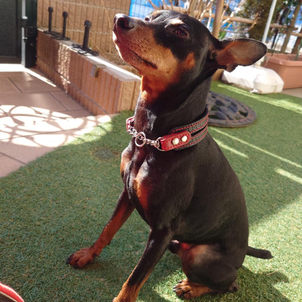 楽天市場】イタグレミニピン用革ハーフチョーク：Small Type Choker E