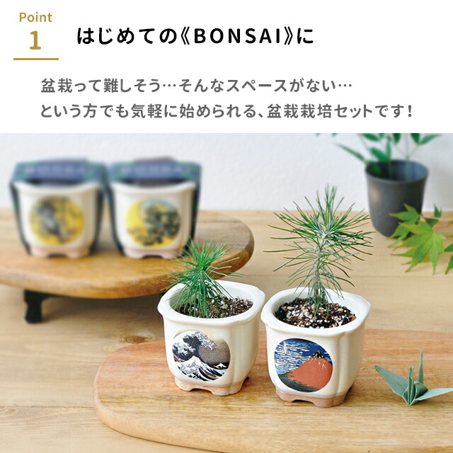 楽天市場】栽培キット 栽培セット 聖新陶芸 JAPANESE BONSAI GD-640
