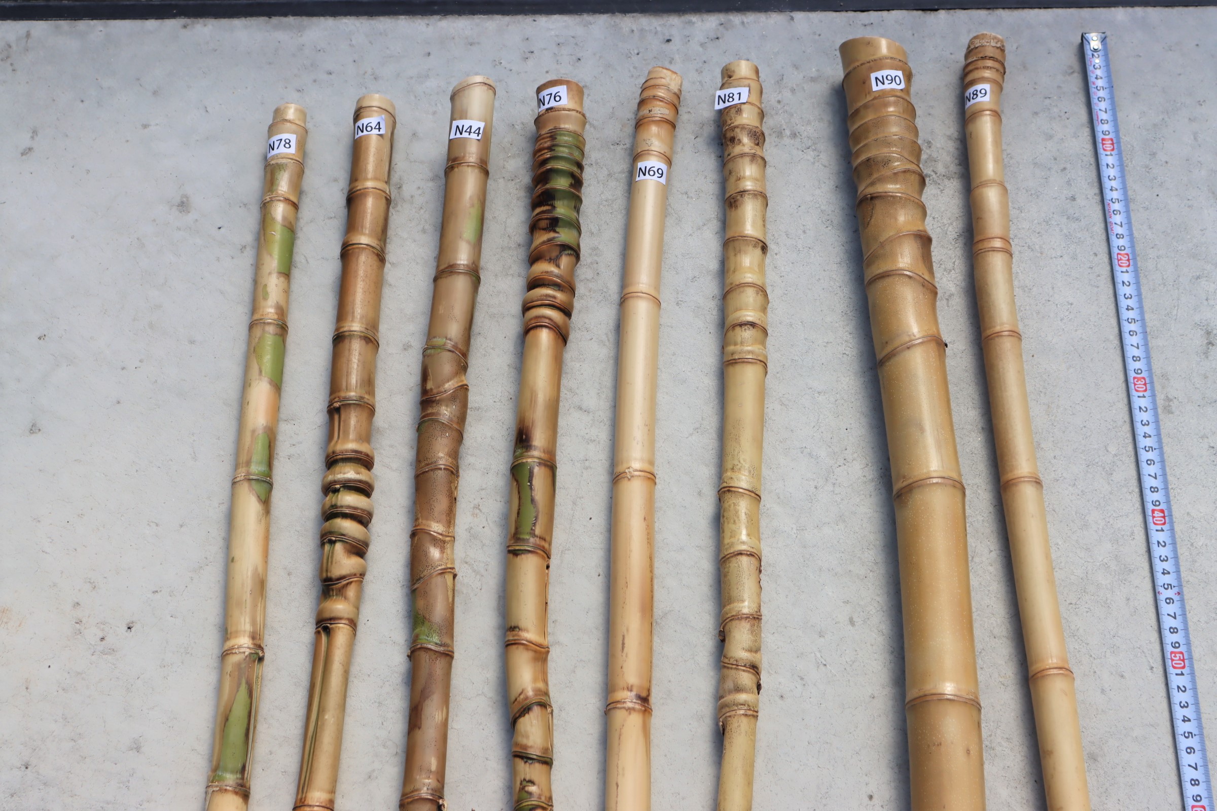 楽天市場】布袋竹 【布袋竹N28】 杖に最適・釣り竿のグリップに最適