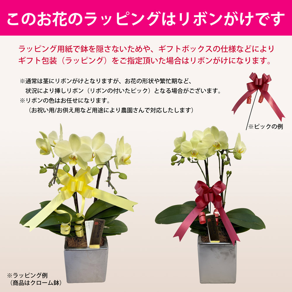 楽天市場】【スーパーSALE10％OFF】ミディ胡蝶蘭 アンスラカーリー 3本