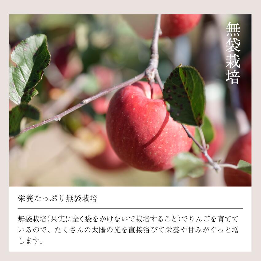 楽天市場】【2月28日まで5%オフクーポン配布中】発送中！マツコDXさん