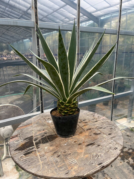 楽天市場】[ アガベ ハクセンコウ 白閃光 竜舌蘭 Sサイズ @4000] 塊根