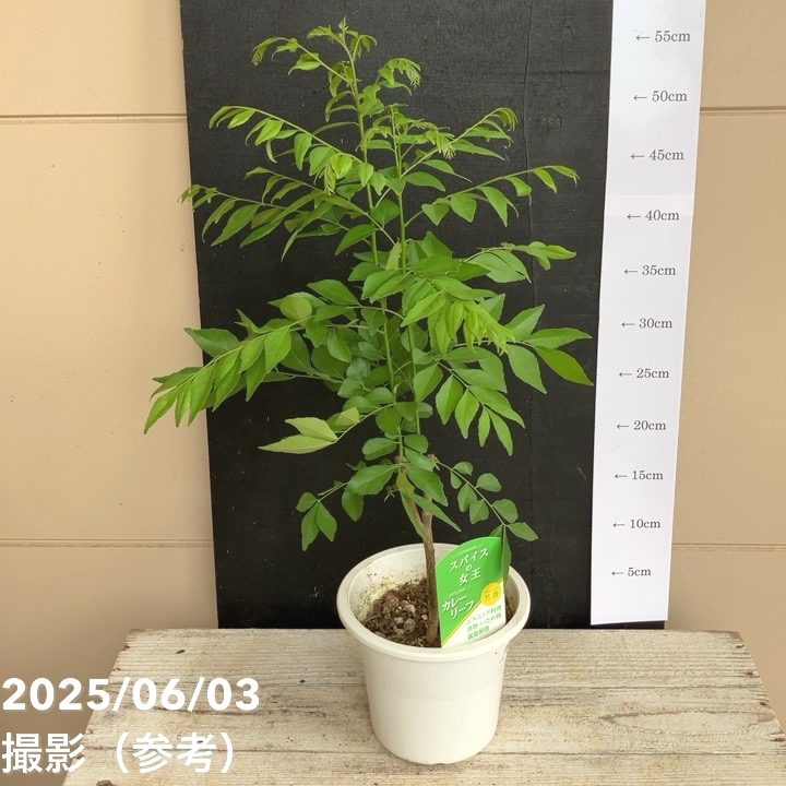 楽天市場】カレーの木（苗）カレーリーフ 5号｜草花10-TU : 赤塚植物園