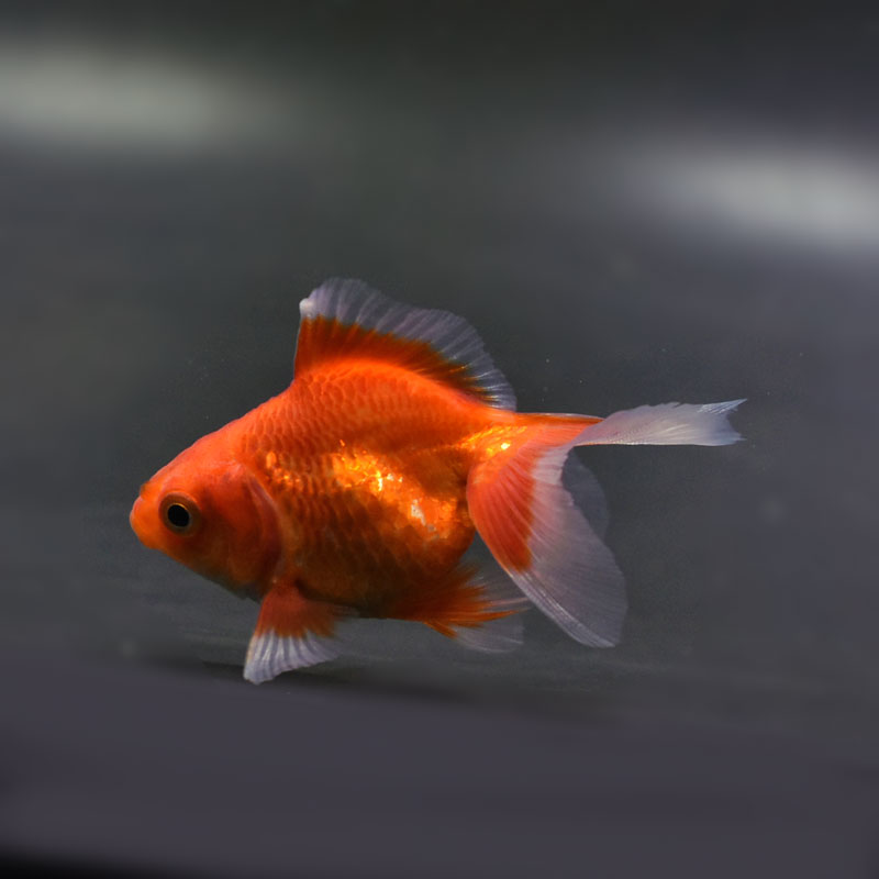 楽天市場】【金魚王子】土佐金(土佐錦魚) 7±1cm前後 (個体番号：cde335