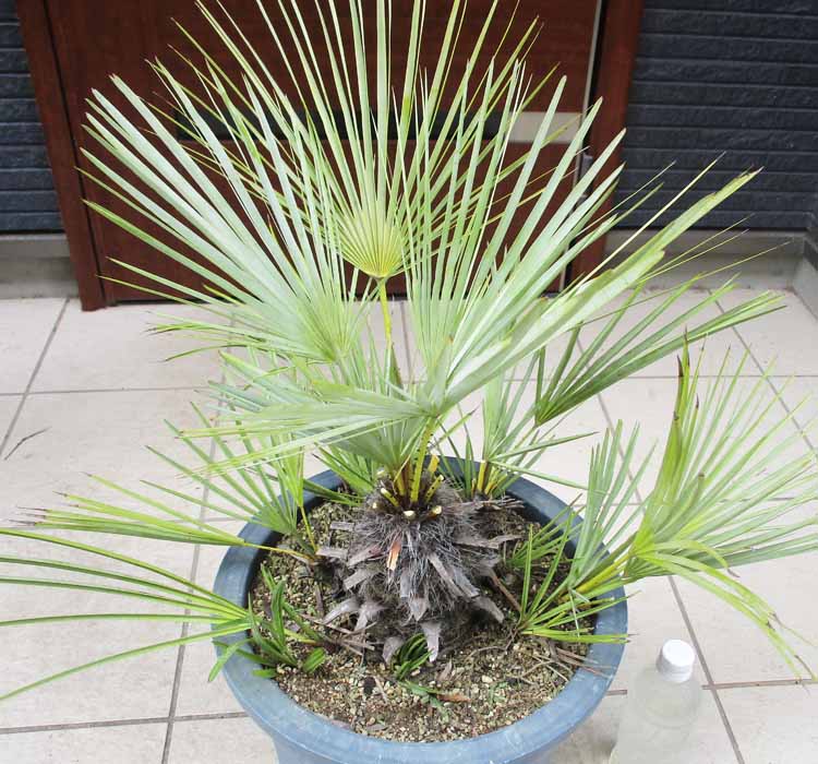 楽天市場】【現品・現物】【耐寒性ヤシ 椰子】チャメロプス・フミリス