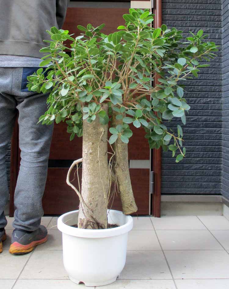 楽天市場】【現品・現物】パンダガジュマル （ぱんだ・ガジュマル