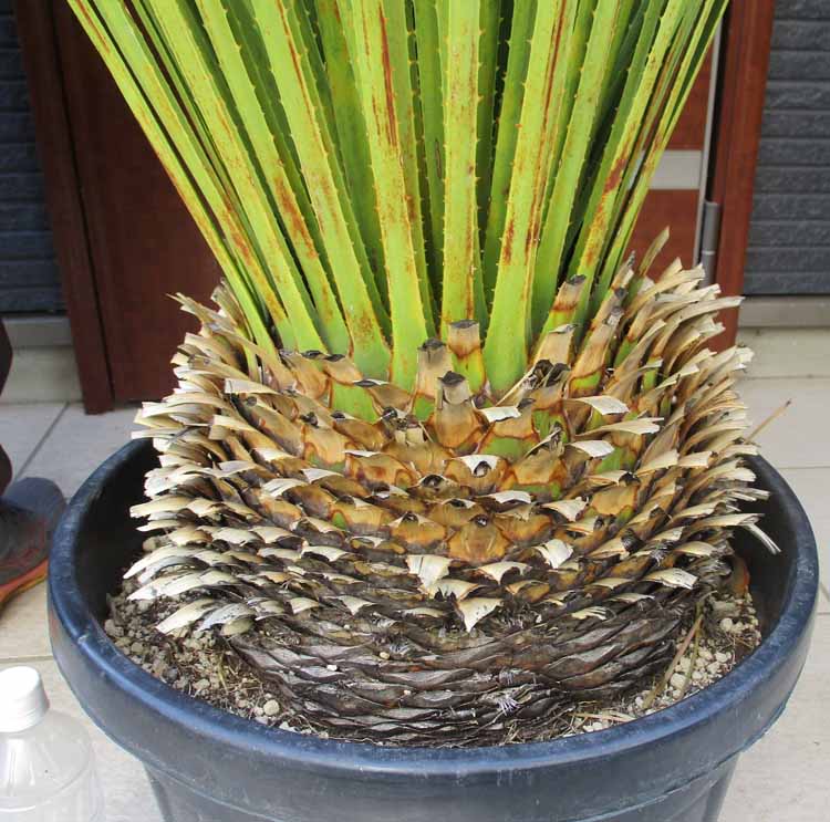 耐寒性ダシリリオン大苗ミキワネンシス◇ドライガーデン多肉サボテン