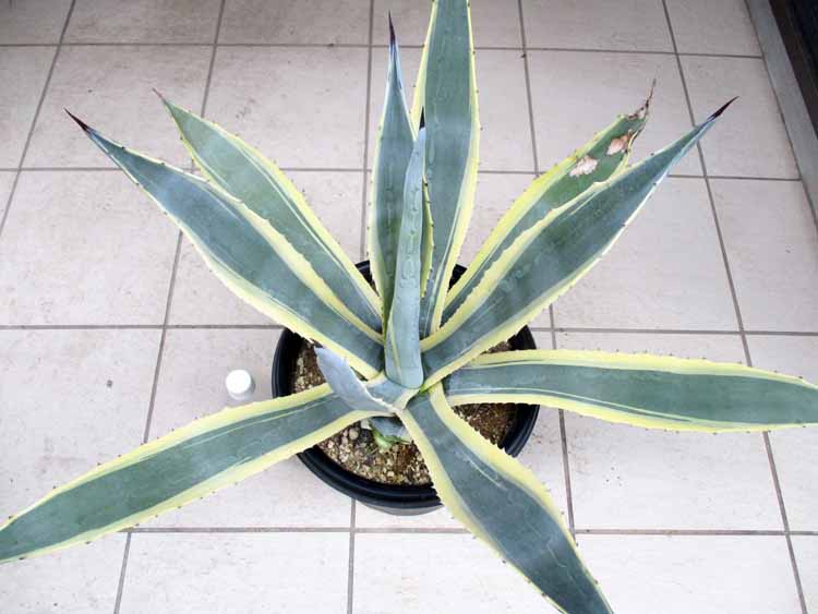 楽天市場】現品 アガベ アメリカーナ 斑入り 斑入りのアガベ