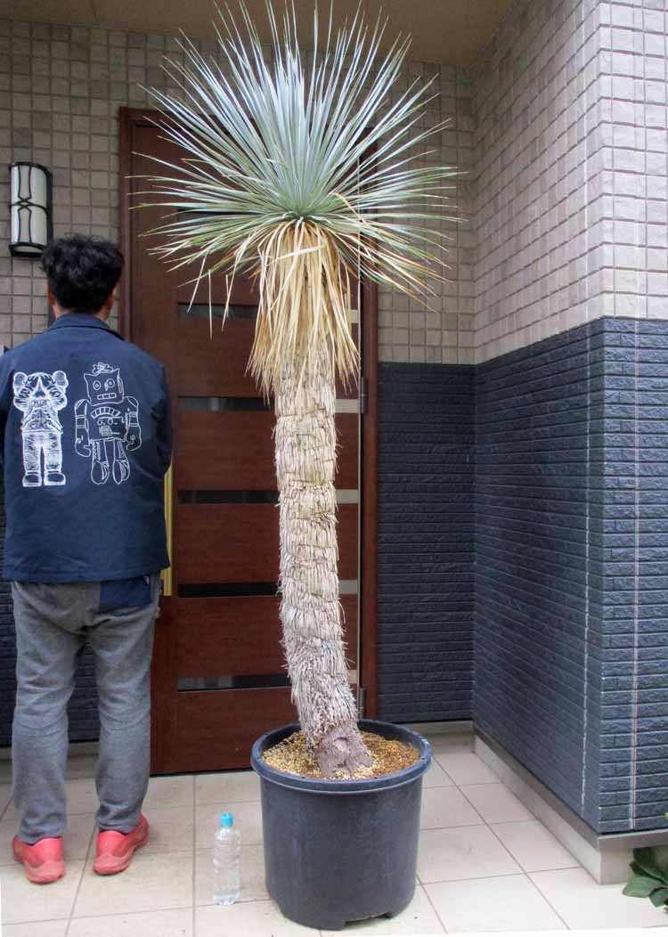 楽天市場】国内で数年かけて養生された安心株【現品・現物】超幹立ち