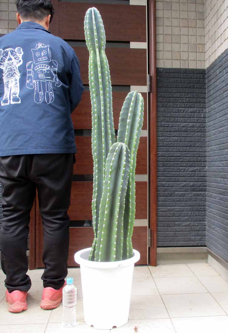 楽天市場】【現品・現物】柱サボテン 10号サイズ【観葉植物 サボテン