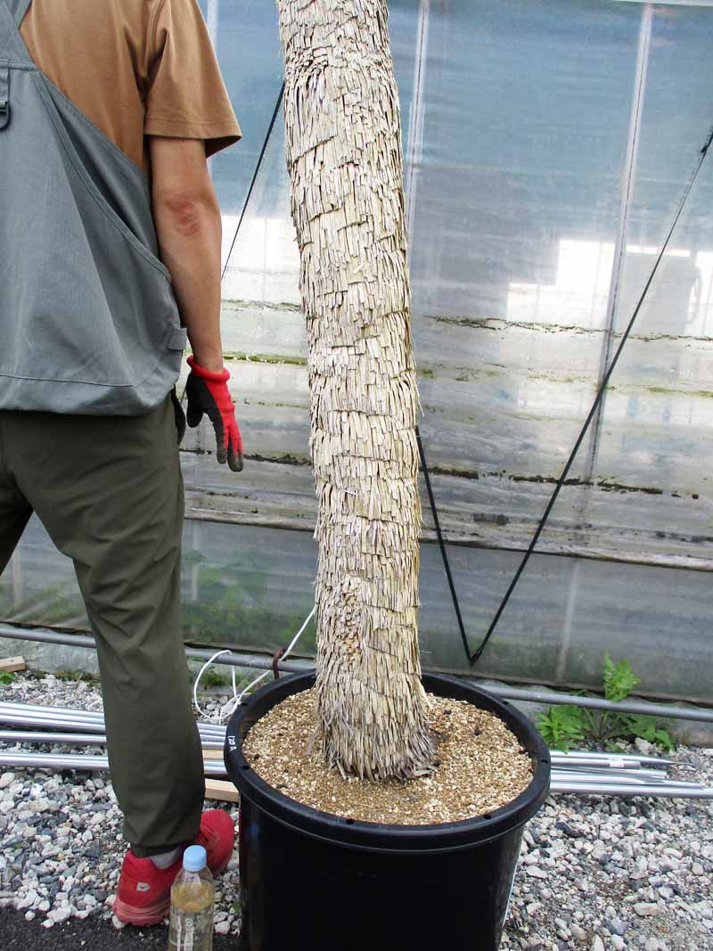 楽天市場】【現品・現物】ユッカ・ロストラータ 大株 幹立ち 15号