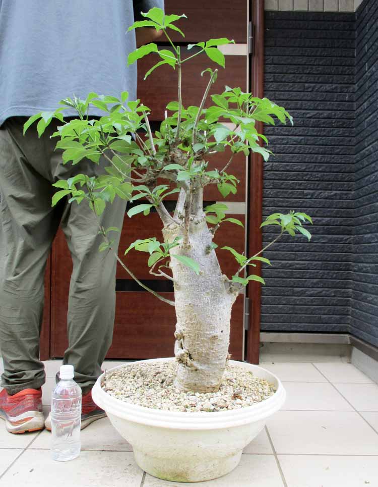 楽天市場】冬は落葉します。発根済【現品・現物】【盆栽】バオバブの木