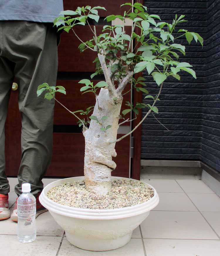 楽天市場】冬は落葉します。発根済【現品・現物】【盆栽】バオバブの木