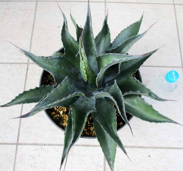 楽天市場】☆【現品・現物】【フェロックス 販売】アガベ サルミアナ