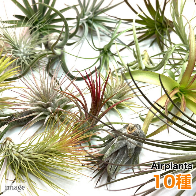 楽天市場】エアープランツ フレクスオーサの通販