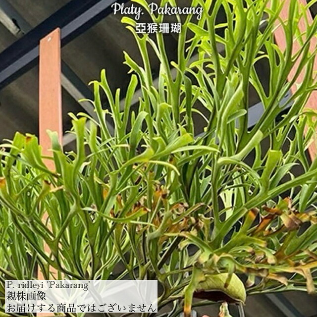 楽天市場】(現品) ビカクシダ リドレイ 'パカラン' (TC) (No.41165