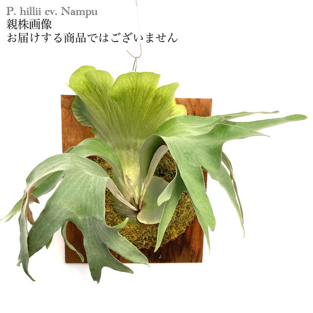 ビカクシダ ヒリー ナンプー hillii nampu OC 板付 大株 楽天市場