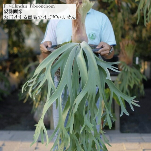 ビカクシダss.foong ウィリンキーベイチーリドレイヒリー ビカクシダss