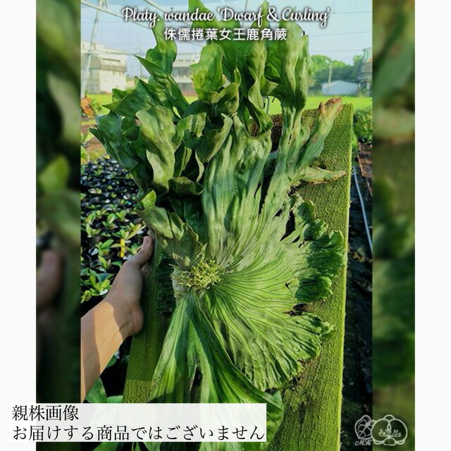 楽天市場】(現品) ビカクシダ ワンダエ 'ドワーフ' (TC) (No.41176