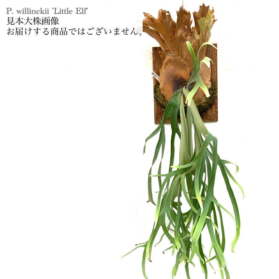 楽天市場】(現品) ビカクシダ ウィリンキー 'リトルエルフ' (TC) (No