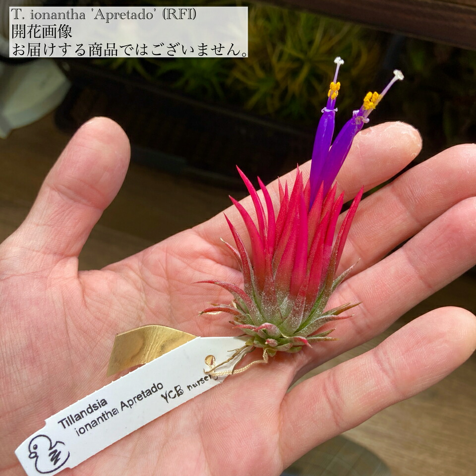 ブロメリア・エアープランツ Tillandsia ionantha 'Apretado' RFI