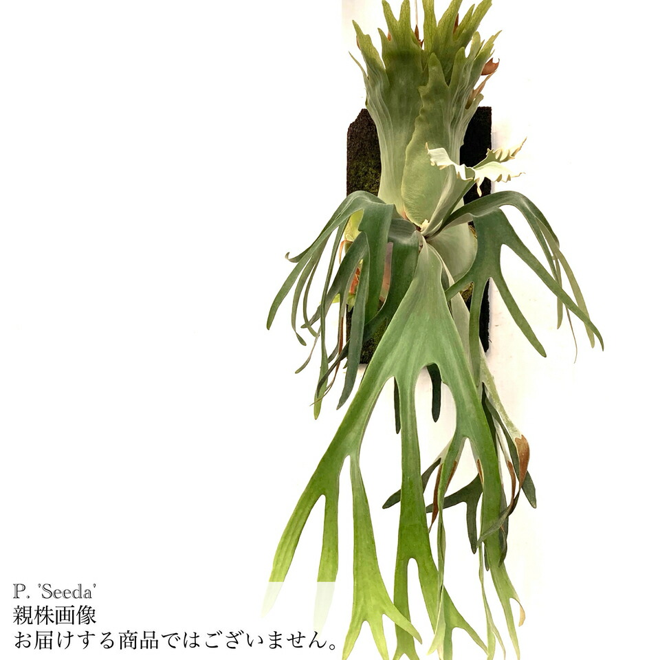 cotton cloud CCS from晴花 株分けpup ビカクシダ cotton cloud CCS