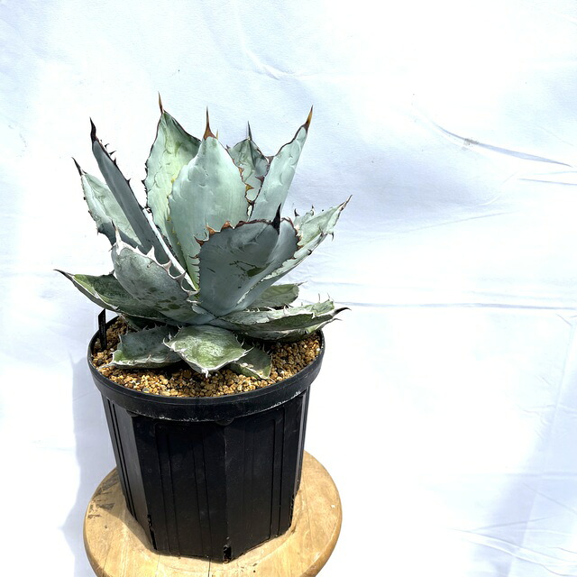 楽天市場】(現品) アガベ チタノタ 'ブラックアンドブルー' (No.62059