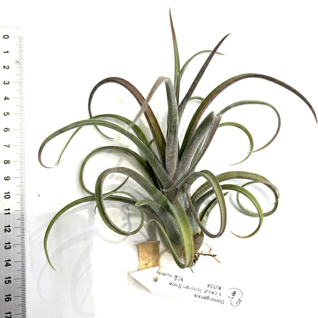 楽天市場】(現品) チランジア (ドミンゲンシス × カプトメデューサ