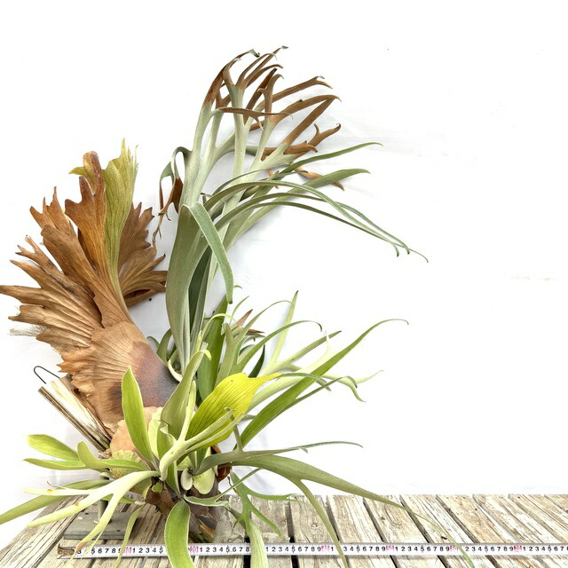 楽天市場】(現品) ビカクシダ 不明種(細葉bifurcatum系) (pup) (No