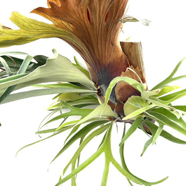 楽天市場】(現品) ビカクシダ 不明種(細葉bifurcatum系) (pup) (No