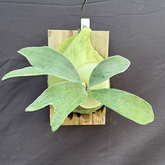 ビカクシダ ヒリー ナンプー hillii nampu OC 板付 大株 楽天市場