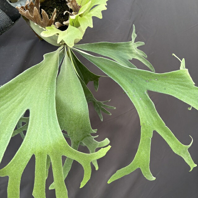 ビカクシダ 15種 ビカクシダ 15種 ① - 植物/観葉植物新 発売