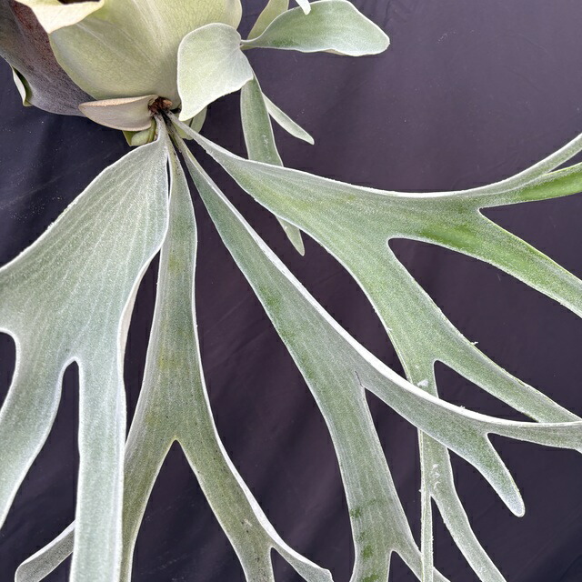 楽天市場】(現品) ビカクシダ 'オモ' ポーラーベア (TC) (No.41035