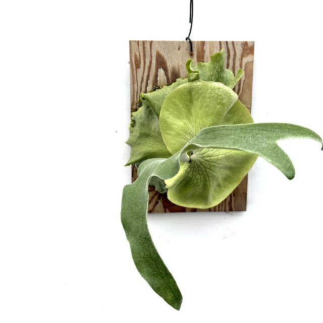 楽天市場】(現品) ビカクシダ (ワンダエ × ビーチー) (No.40872