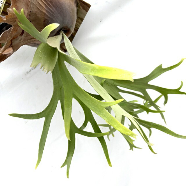 楽天市場】(現品) ビカクシダ ウィリンキー 'リトルエルフ' (TC) (No