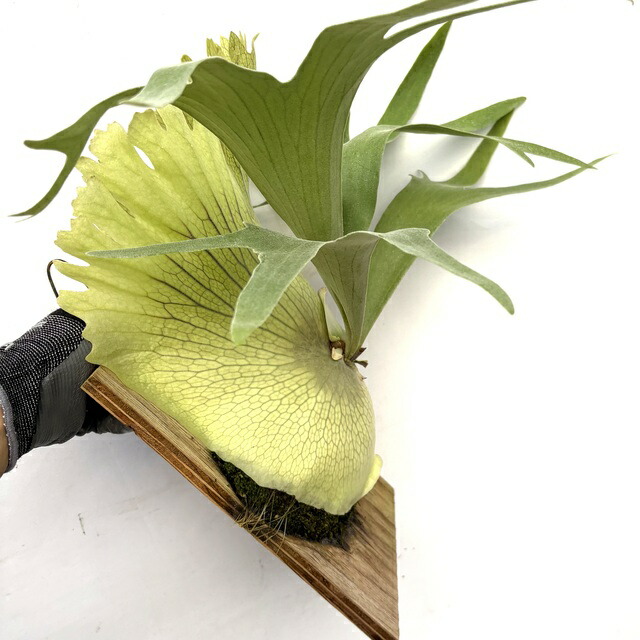 楽天市場】(現品) ビカクシダ 'SS Foong' (TC) (No.40688) (コウモリ