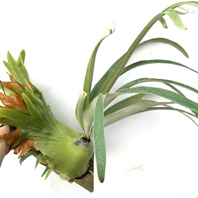 楽天市場】(現品) ビカクシダ (ビフルカツム × ヒリー) (pup) (No