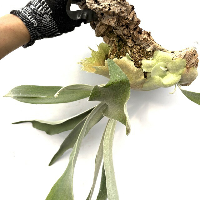 楽天市場】(現品) ビカクシダ ビーチー 'アーバンリバー' (spore) (No