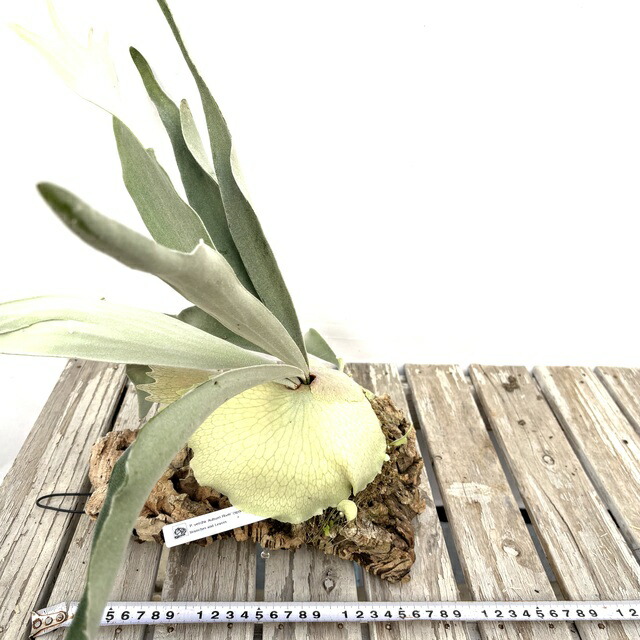 楽天市場】(現品) ビカクシダ ビーチー 'アーバンリバー' (spore) (No