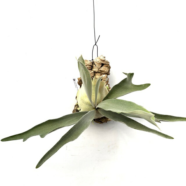 楽天市場】(現品) ビカクシダ ビーチー 'アーバンリバー' (spore) (No