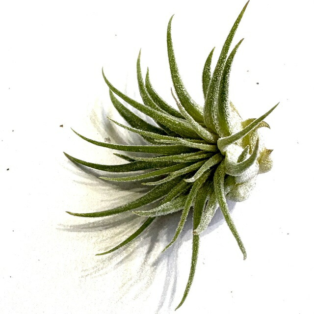 楽天市場】(現品) チランジア イオナンタ 'ヘッジホッグ' (No.22094